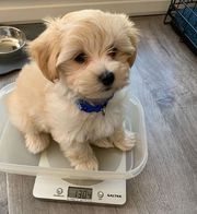 Adorable Maltipoo Puppies Available